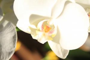 fleurs ambiance 6 - VPG - HD